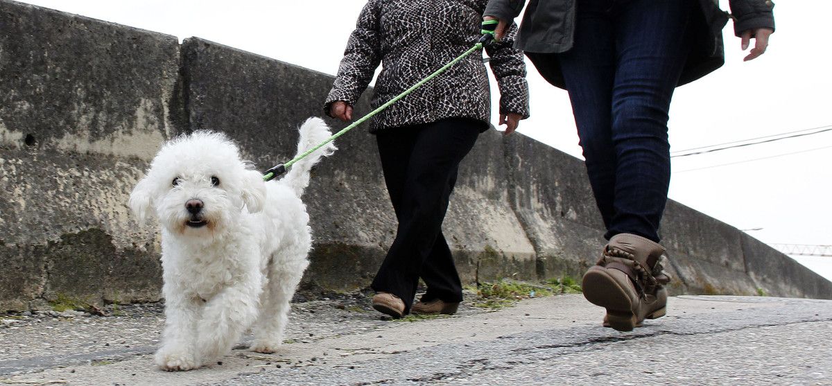 Dos personas paseando a un perro