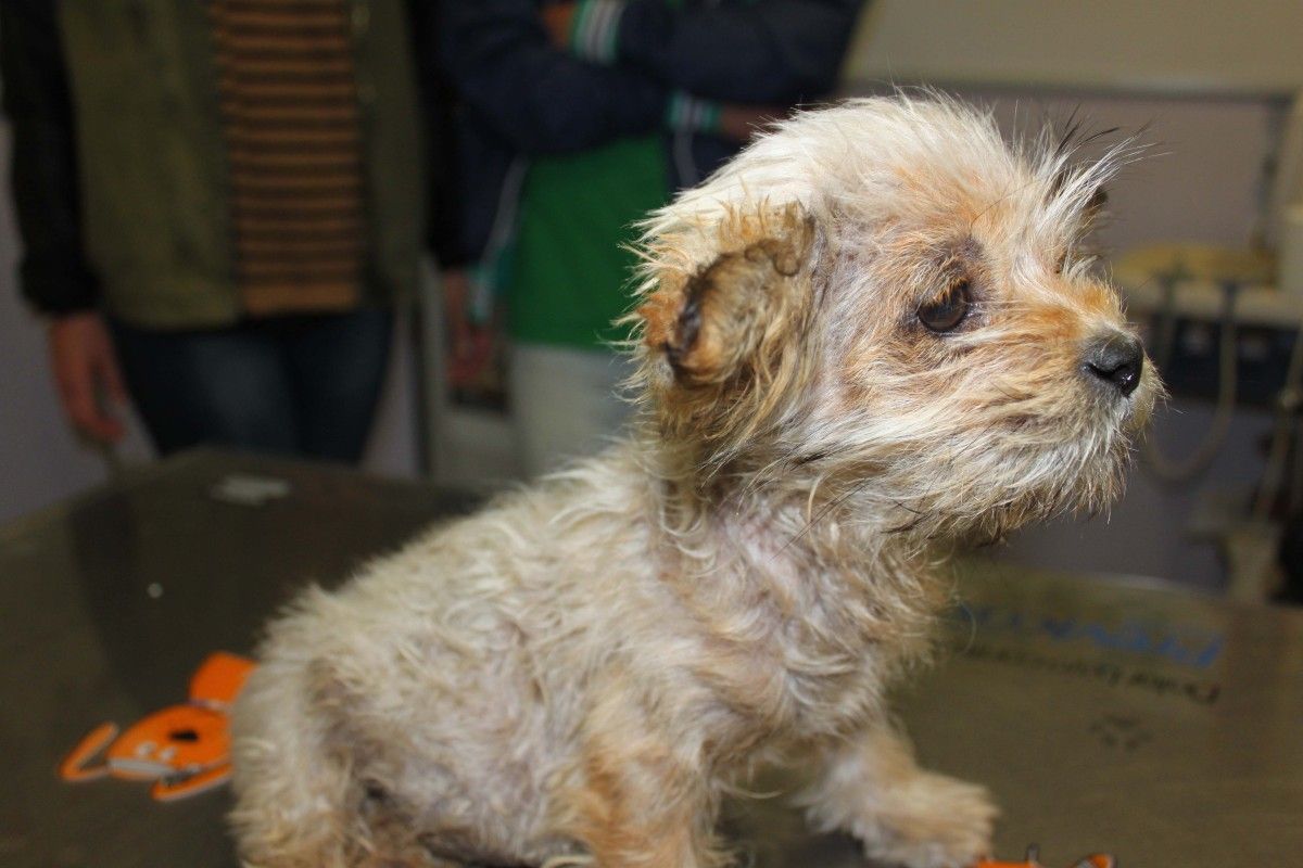 Uno de los últimos cachorros abandonados recogidos por Adopciones Galicia