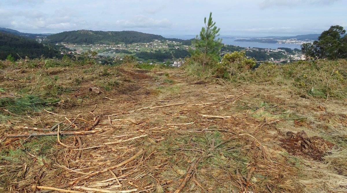 Tala de árboles en el Monte Pornedo