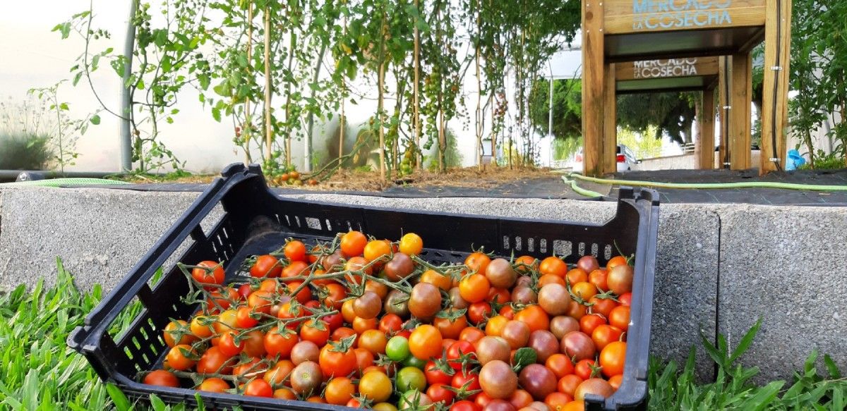 Tomates de la huerta ecológica del Centro Carlos Oroza