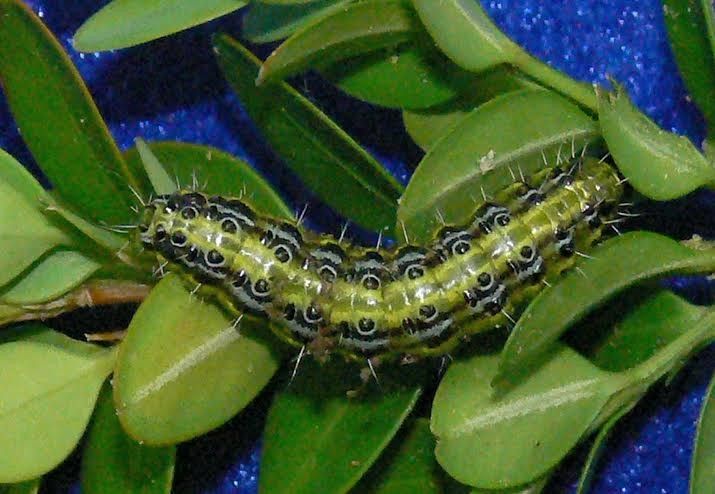 Larva que afecta a la planta del boj
