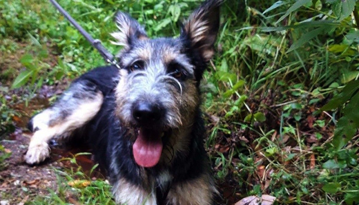 Toti requiere acogida o adopicón