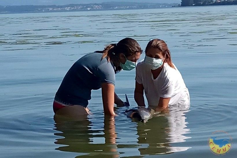 Varamiento masivo de delfines en las Rías Baixas