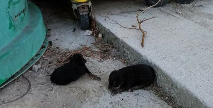Cachorros encontrados dentro de un contenedor en Cuntis