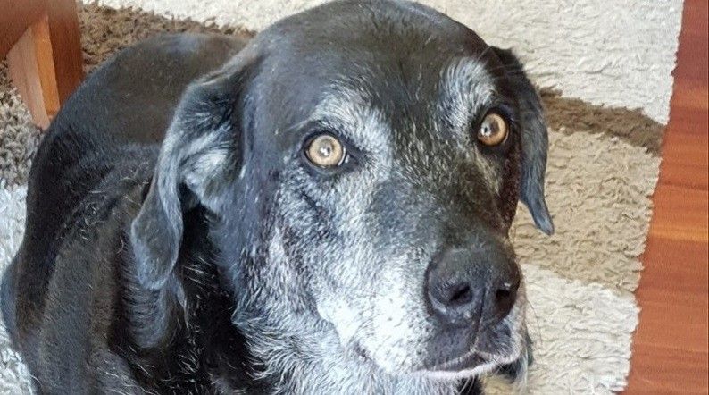 Bella era la perra del educador canino Diego Álvarez