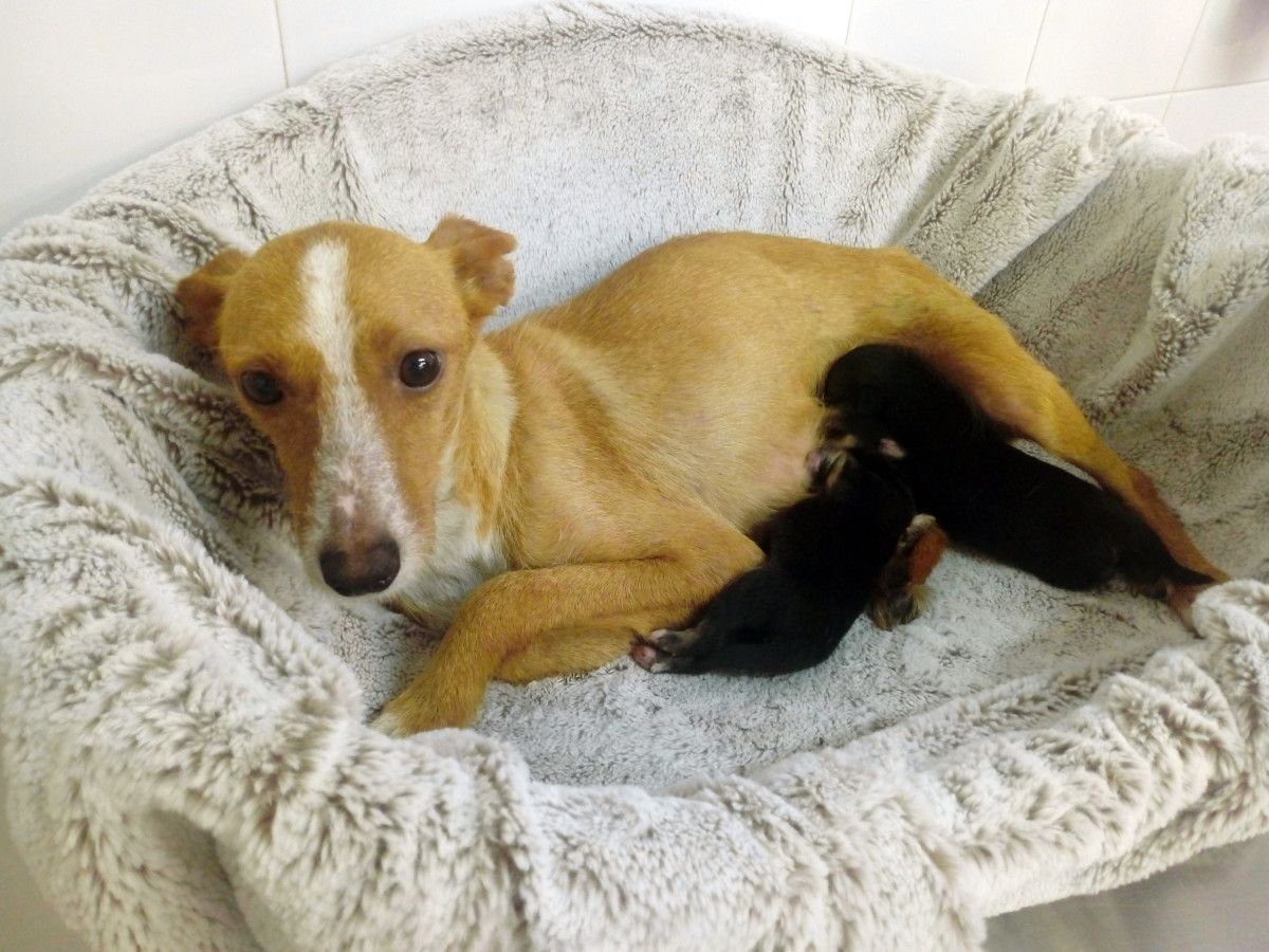 Rula y los cachorros encontrados dentro de un contenedor en Cuntis
