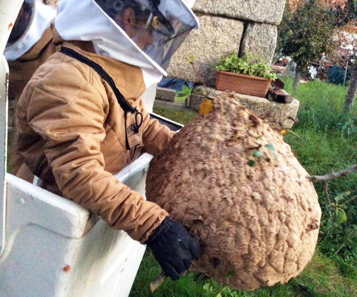 Retirada de un nido de velutina Retirada de un nido de velutina