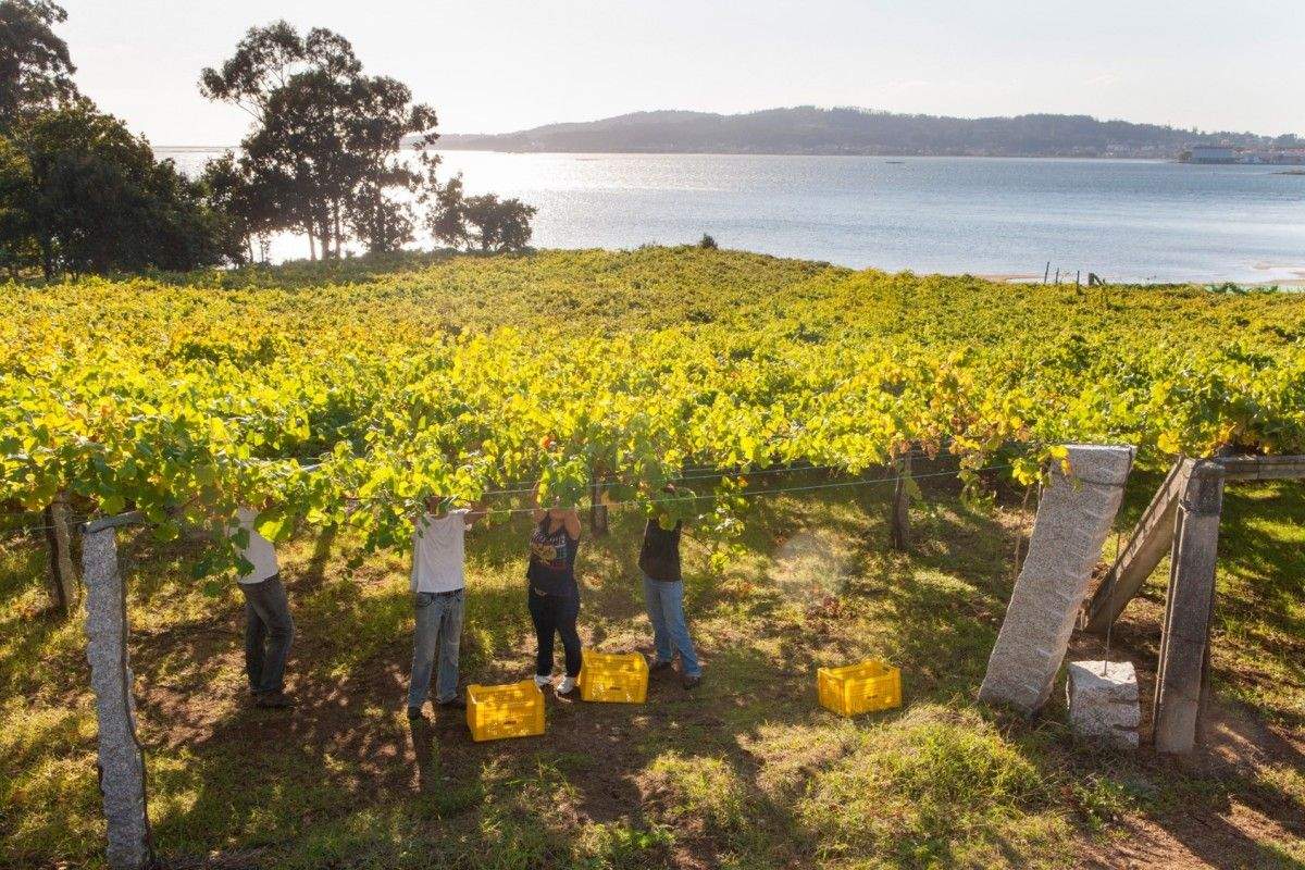 Viñedos nas Rías Baixas