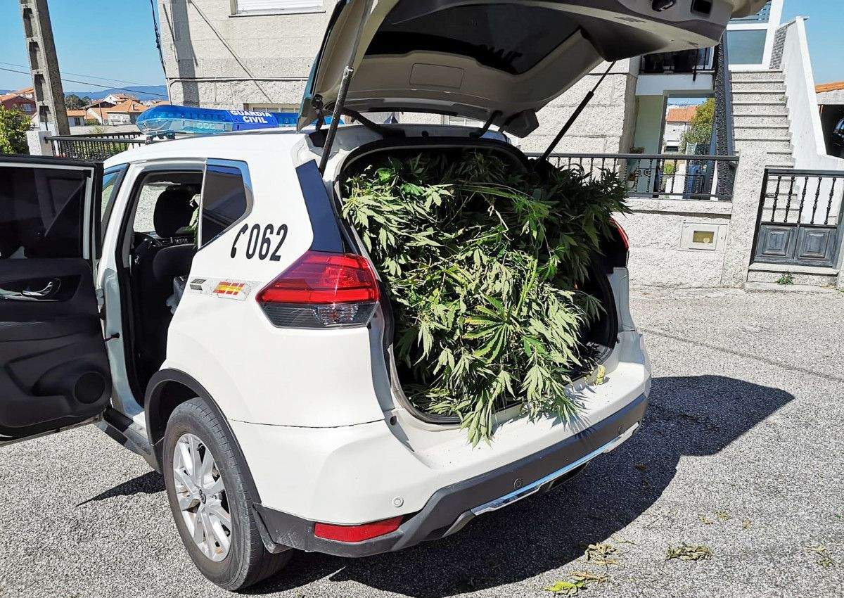 A Garda Civil confisca unha plantación de marihuana no Grove