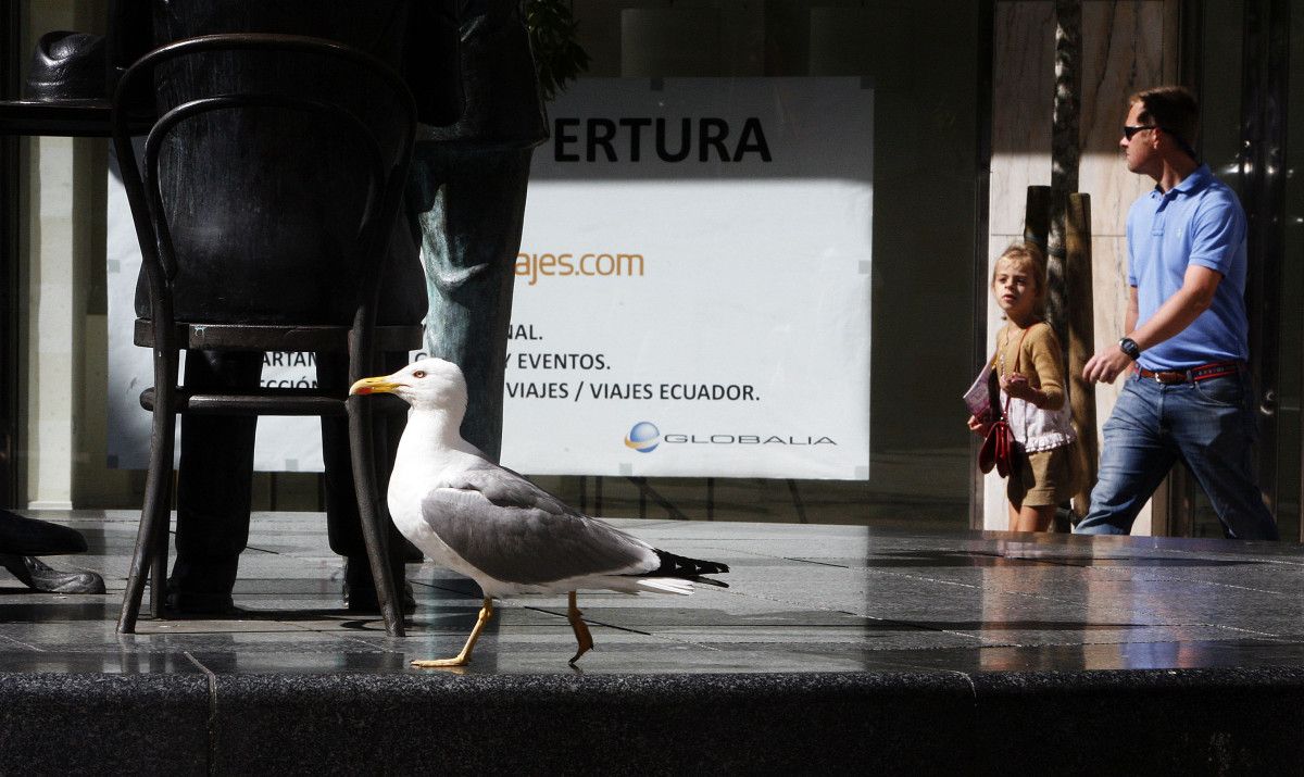 Gaviota en una calle de la ciudad