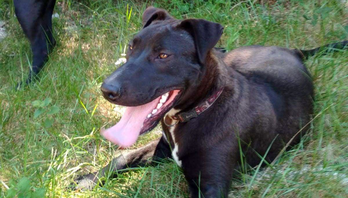 'Choco', perro que busca adopción en Podcans