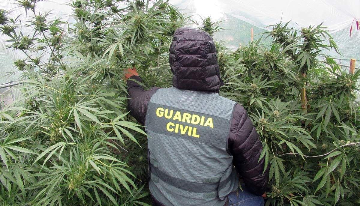 Plantación de marihuana en Villalonga
