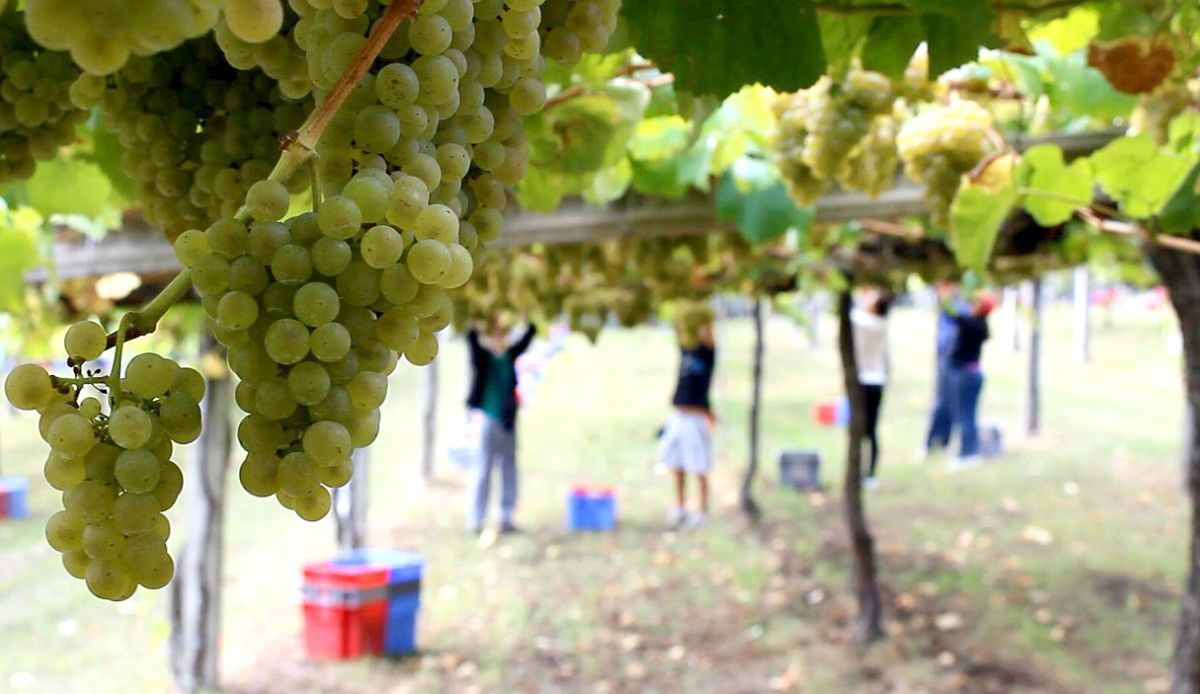 Vendimia en la D.O. Rías Baixas