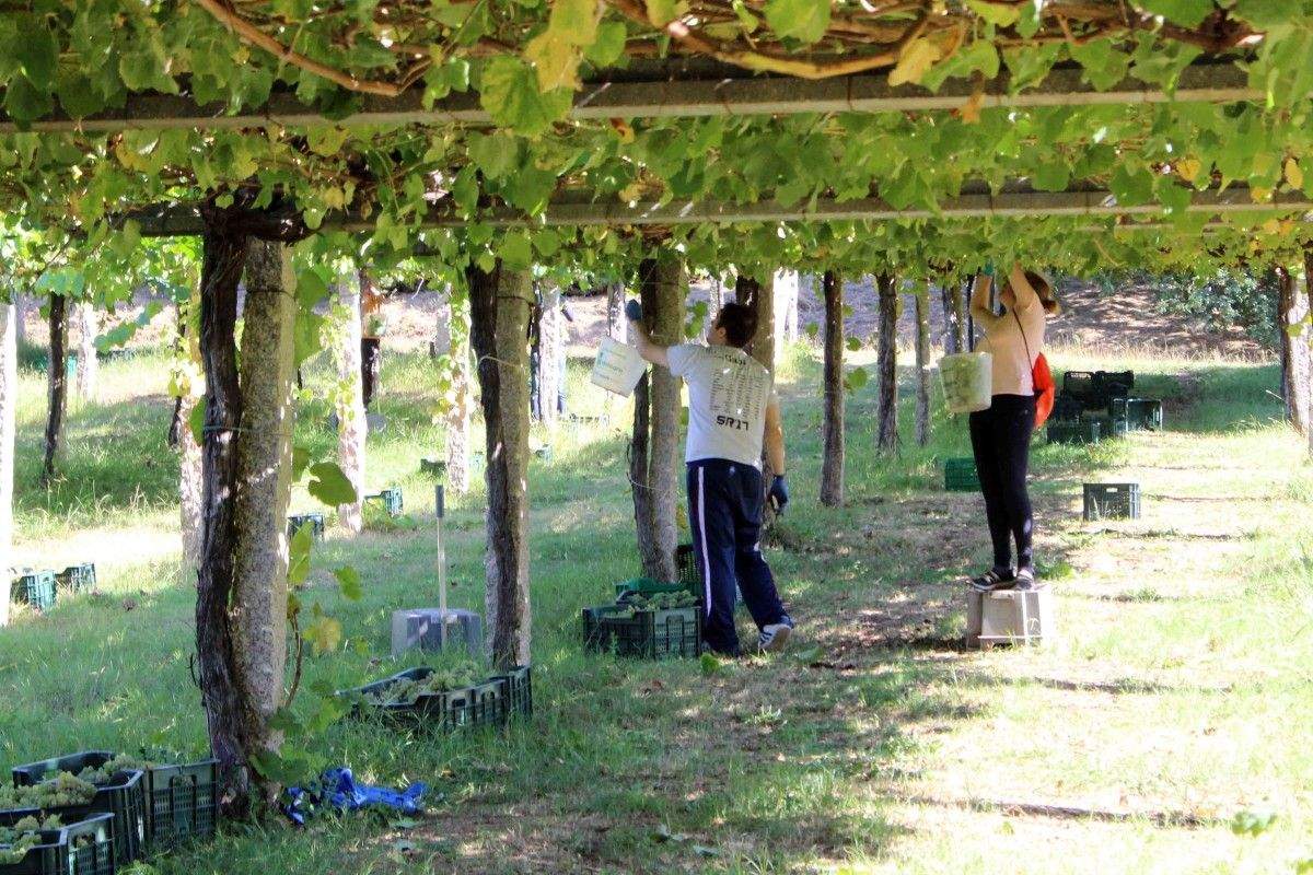 Vendima na D.O. Rías Baixas
