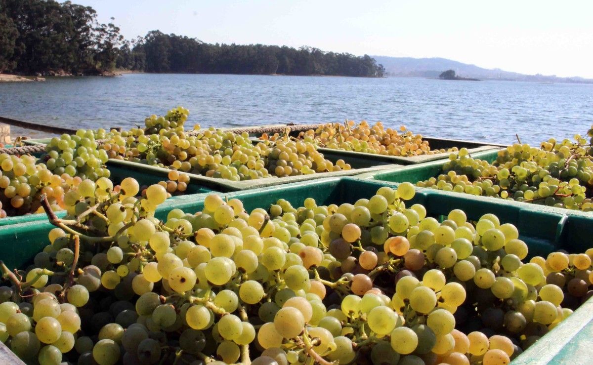 Vendima na D.O. Rías Baixas