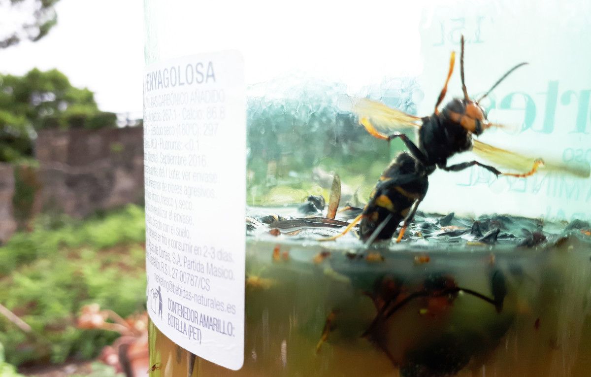 Avispa velutina en una trampa Avispa velutina en una trampa