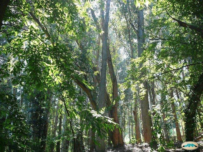 Bosque 