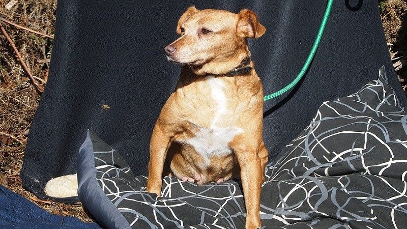 Sabela, atópase na Canceira de Poio e require adopción