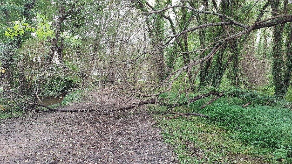 Árbol caída no sendeiro do Gafos