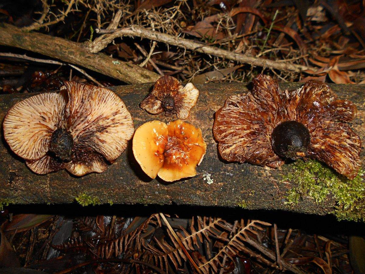 El hongo Flammulina brevipes (holotypus)