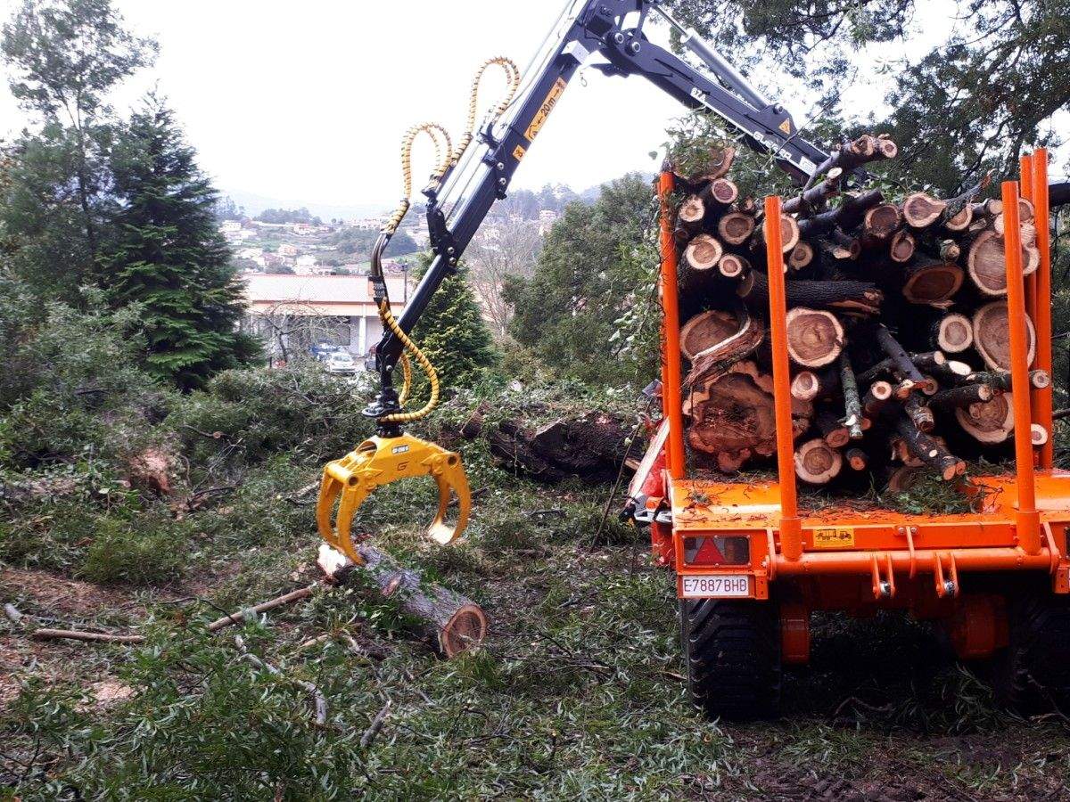 Tala de acacias en los jardines de la UNED