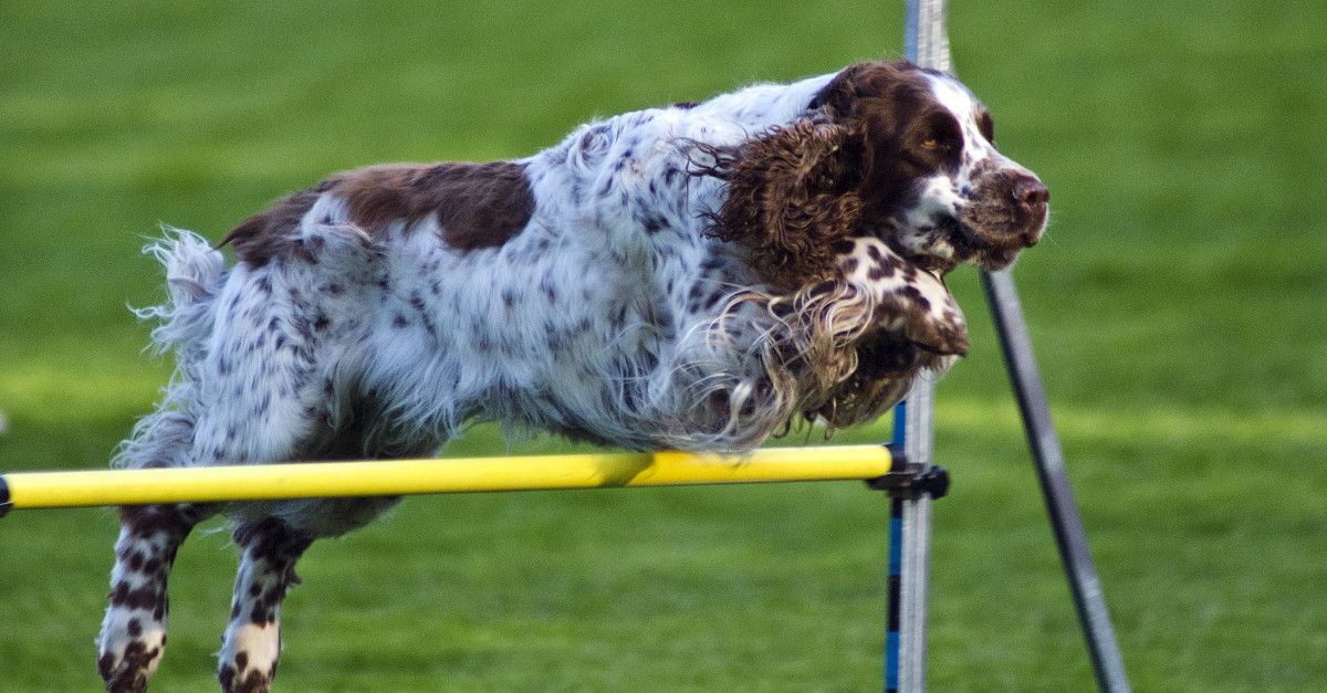 Proba de Agility