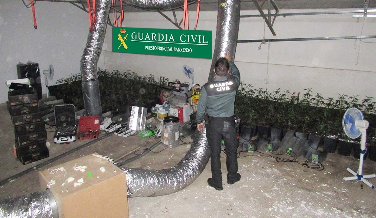 Plantación de marihuana en una nave en Samieira