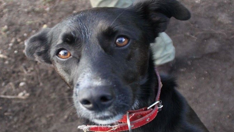 Napoleón require adopción e atópase na Canceira de Poio