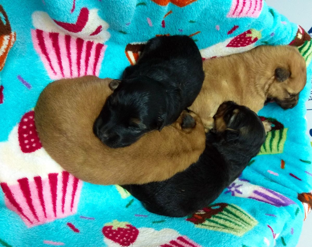 Arrojan a cuatro cachorros a un contenedor de basura en Vilanova de Arousa