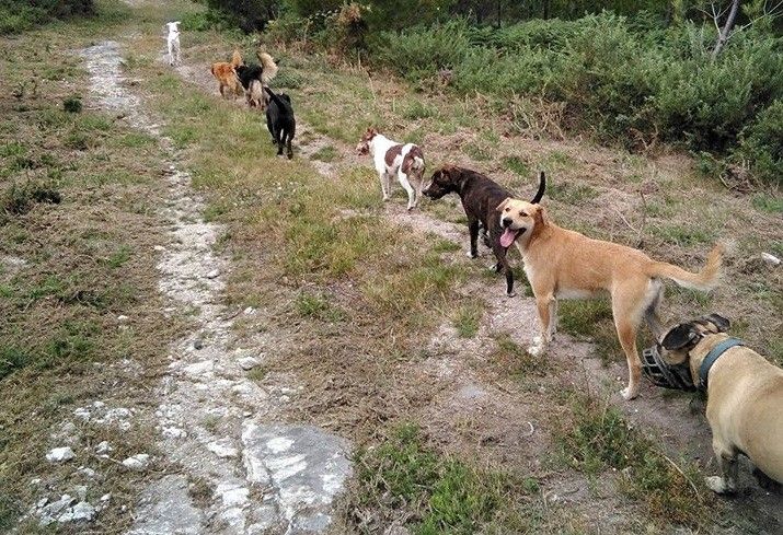 Un paseo cos cans polo monte