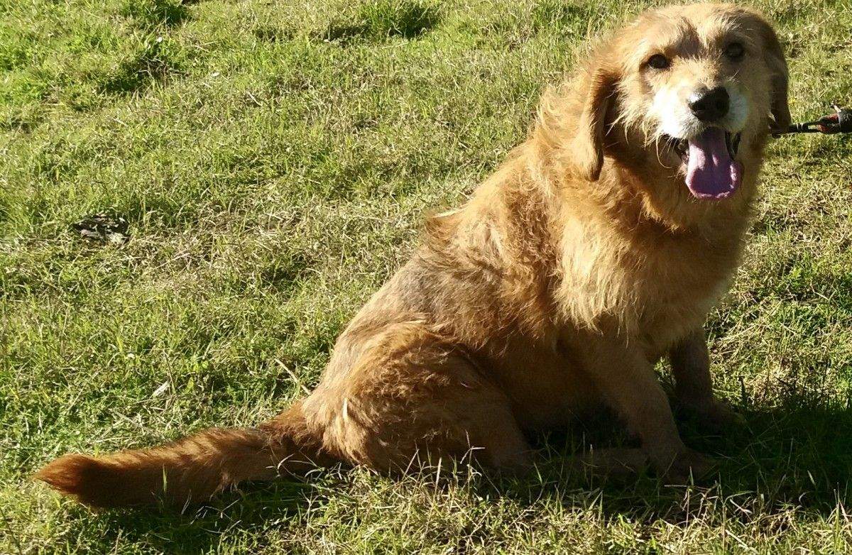 Imagen actual de "Apro", que lleva desde cachorro viviendo en la perrera