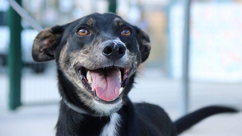 Winchy é un can de Palleiros que pode ser adoptado