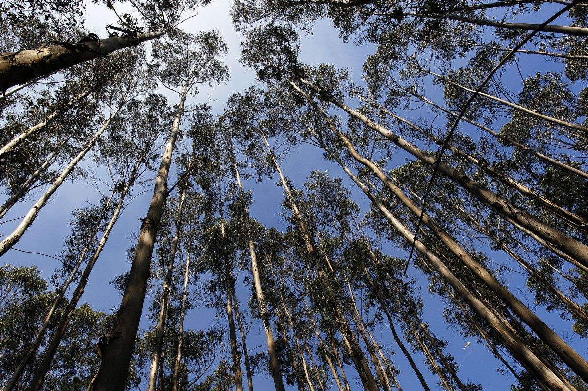 A celulosa dos eucaliptos produce unha fibra natural alternativa ao plástico