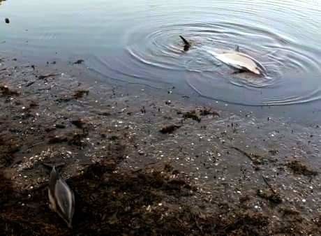 Varamento dun golfiño común na ría de Arousa
