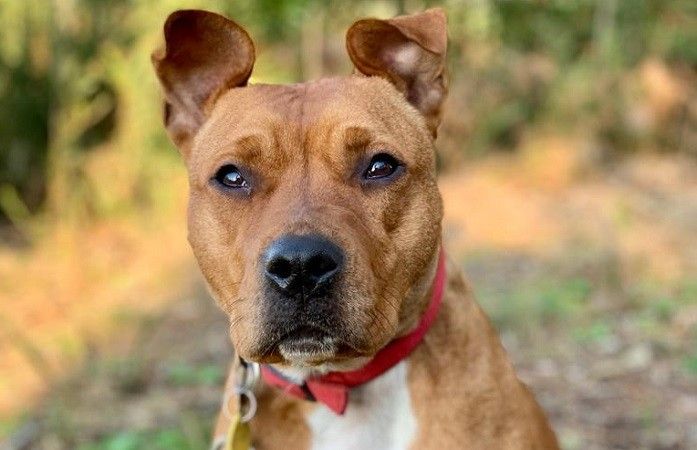 Channel é unha cadela que precisa adopción ou acollida