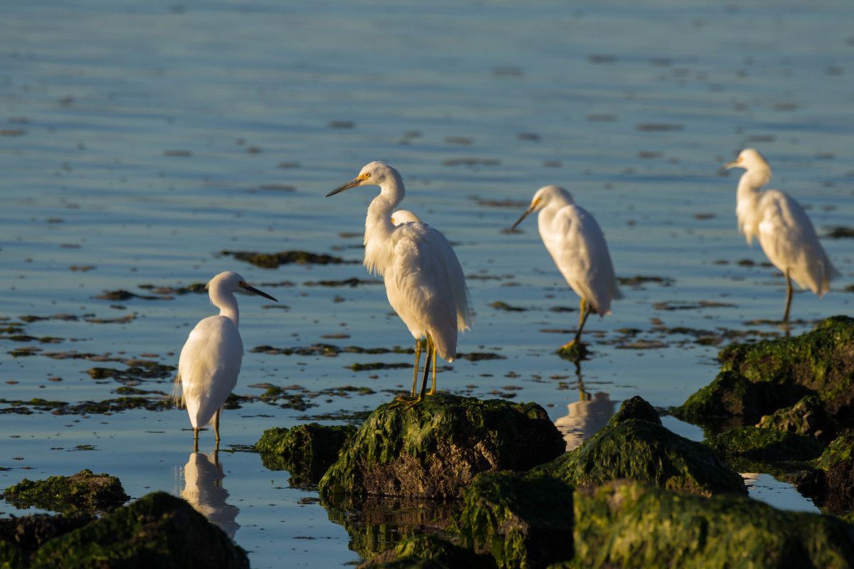 Aves
