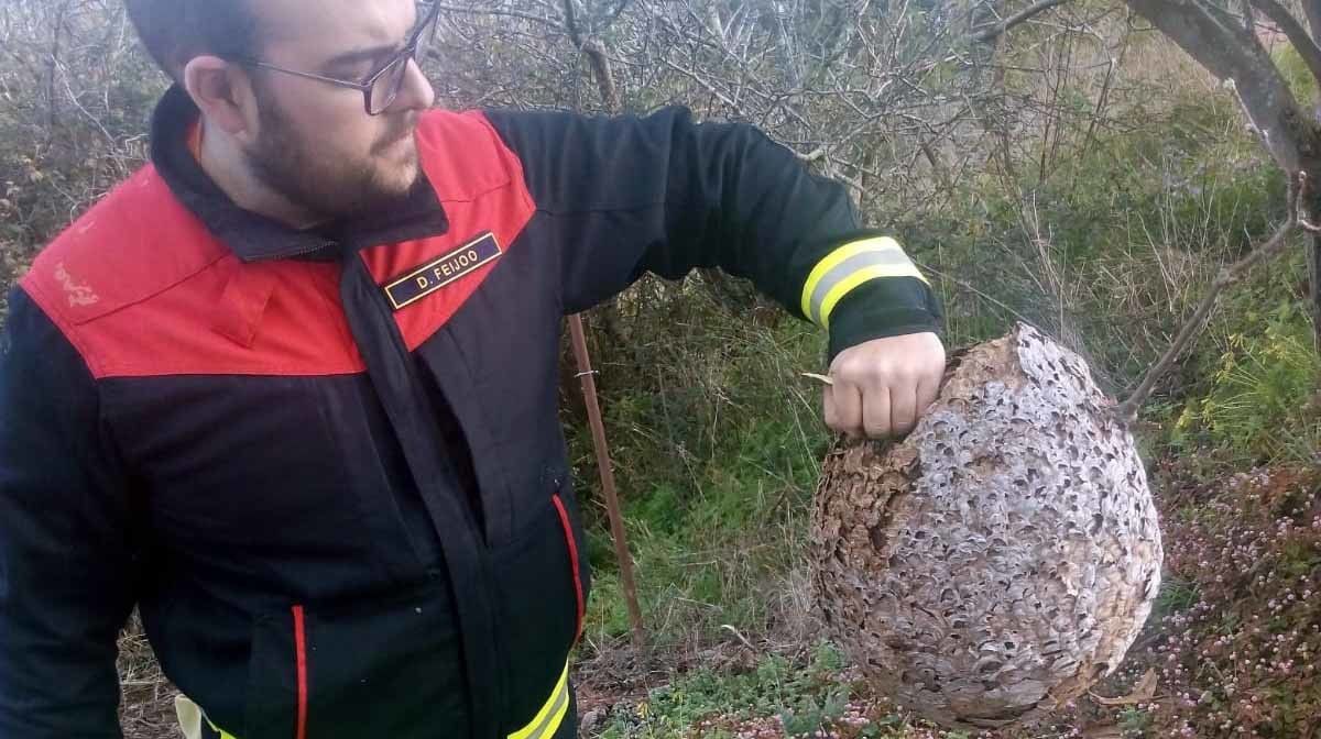 Niño de velutina retirado en Poio