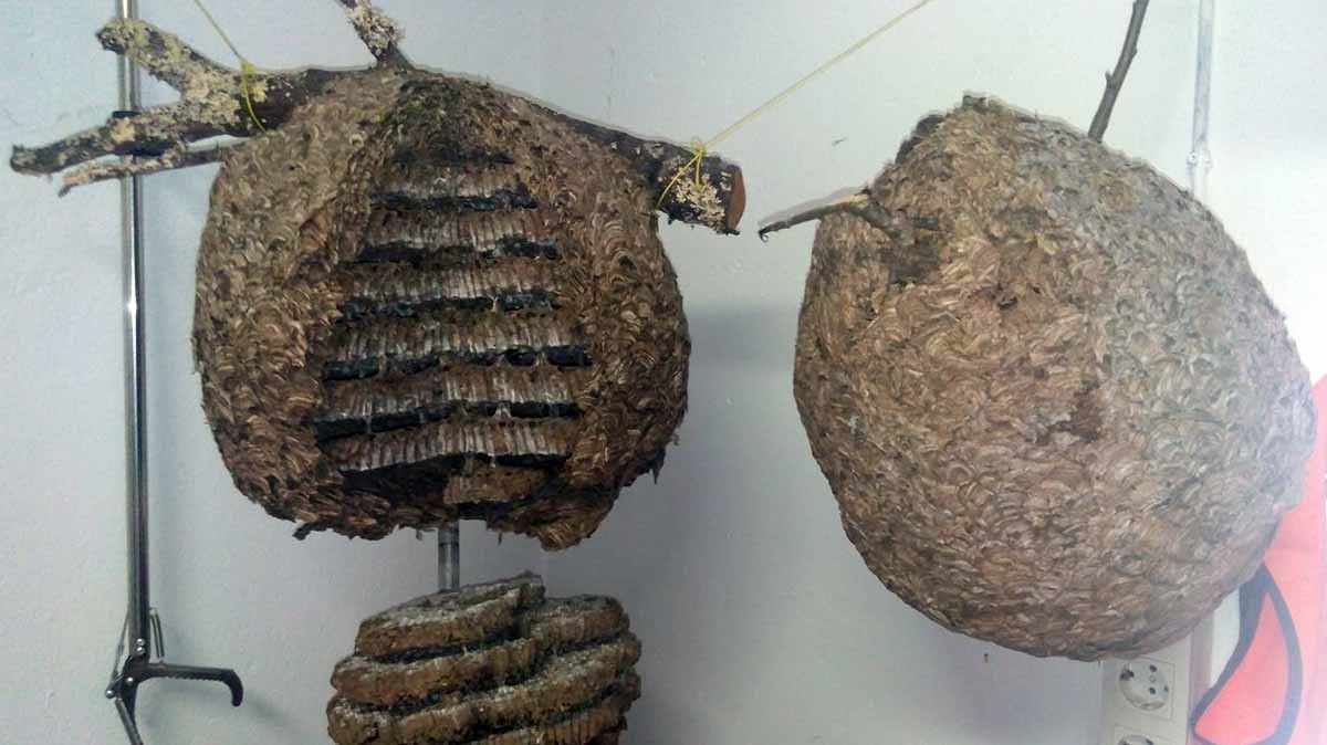 Nidos de velutina retirados en Poio Nidos de velutina retirados en Poio