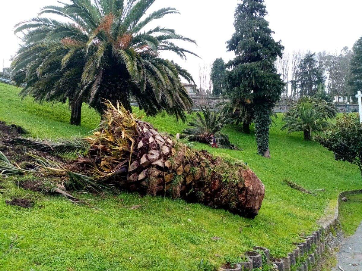 El picudo mata una palmera en Portocelo