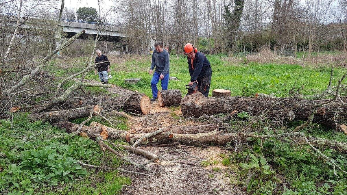 Traballos de retirada de árbores a cargo de Vaipolorío