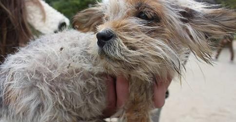 Perro que tuvo en acogida y adopción el colectivo Adopciones Galicia