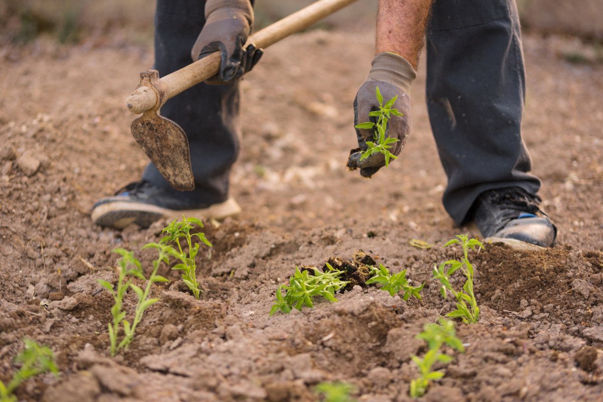 Una persona trabajando en el campo