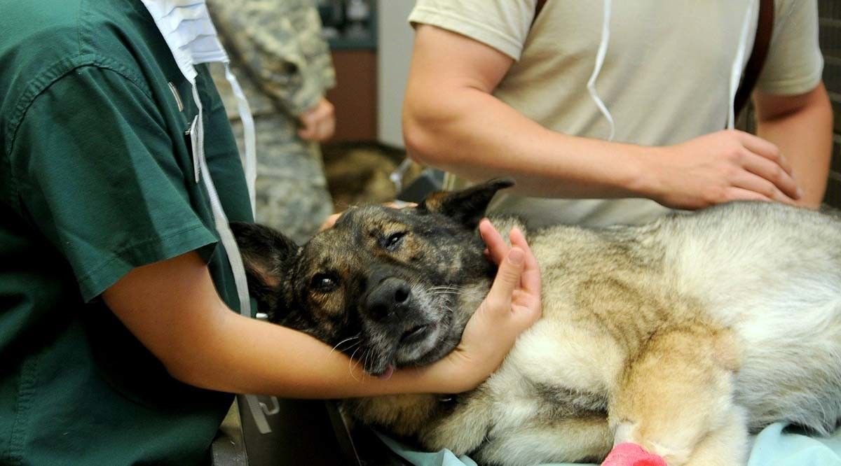 Can atendido por un veterinario