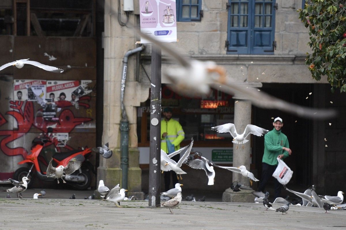 Palomas y gaviotas buscan en Pontevedra