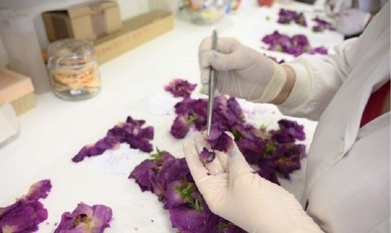 Estudos do equipo da Misión Biolóxica de Galicia sobre a 'Rosa narcea'