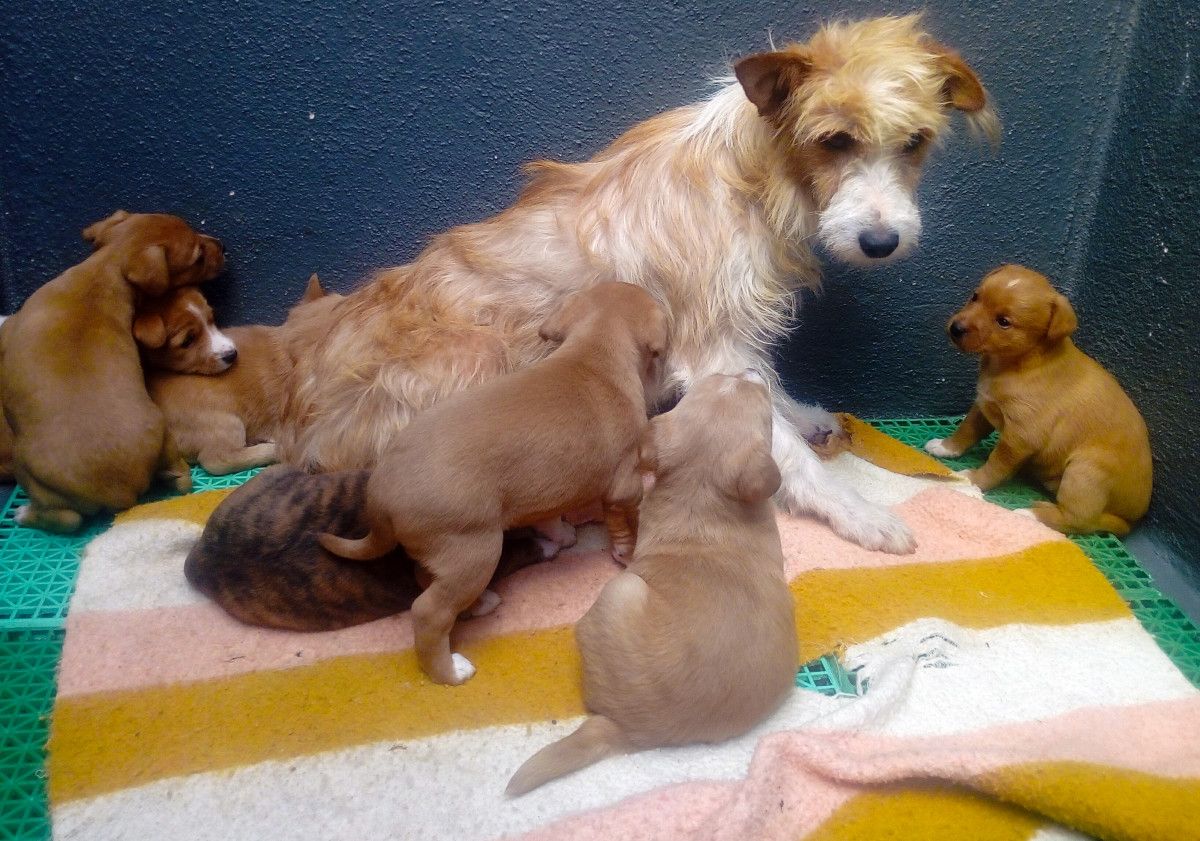 Una de las perras recogidas tuvo una camada de siete cachorros