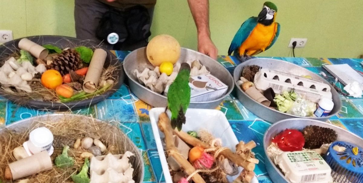 Aecam aconsella respectar o espazo dos animais domésticos durante a corentena