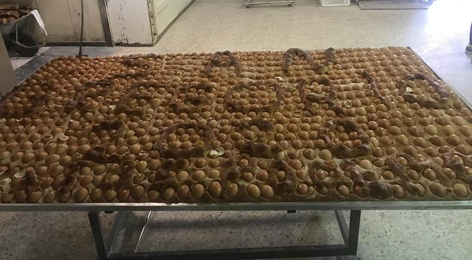Bolo Pascual