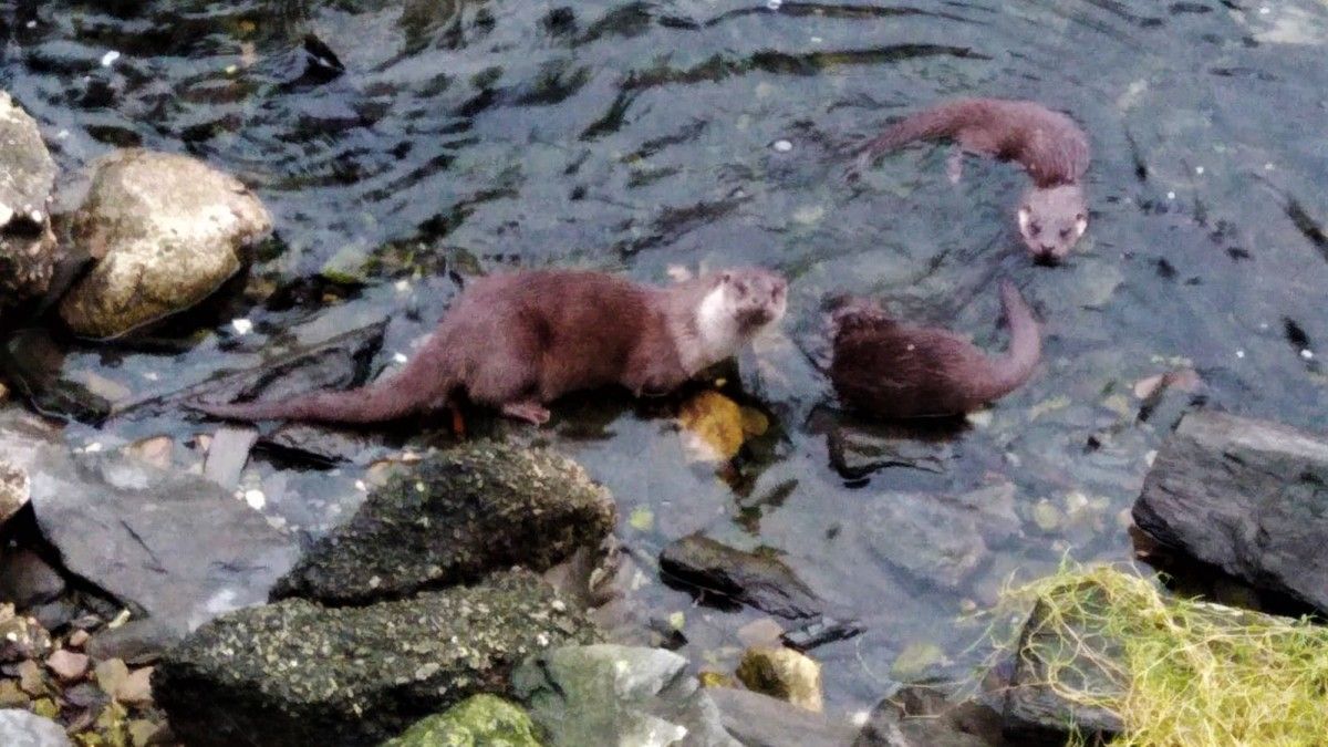 Una familia de nutrias en un monte de la provincia de Pontevedra captada por Aecam