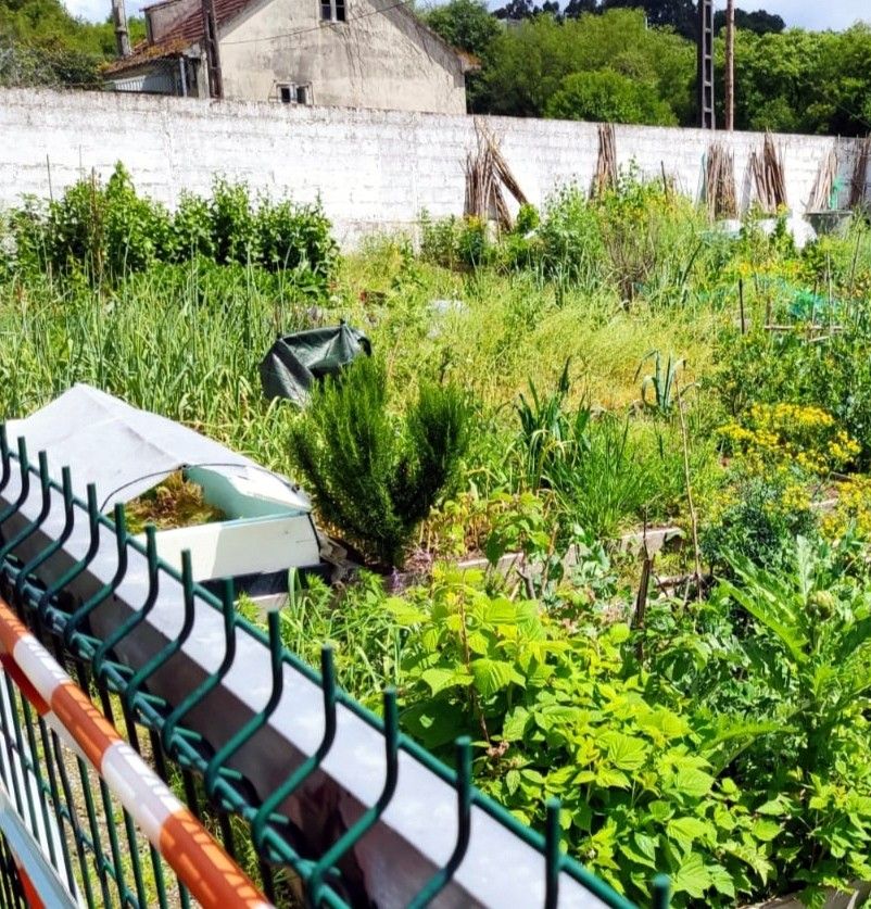 Huerta urbana durante el confinamiento